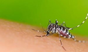 OMS lança plano de US$ 56 milhões para combater epidemia de zika OMS lança plano de US$ 56 milhões para combater epidemia de zika