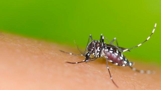 OMS lança plano de US$ 56 milhões para combater epidemia de zika