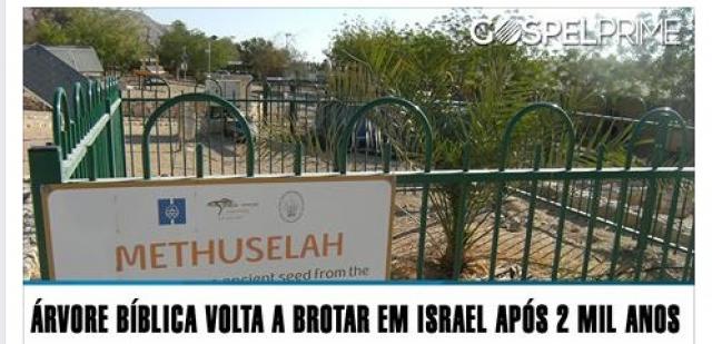 Árvore bíblica volta a brotar em Israel após 2 mil anos