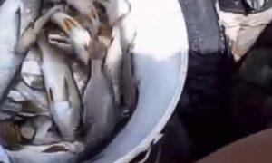 PESCA MILAGROSA! CENTENARES DE PECES ABORDAN LA COSTA DE VENEZUELA (VIDEO)