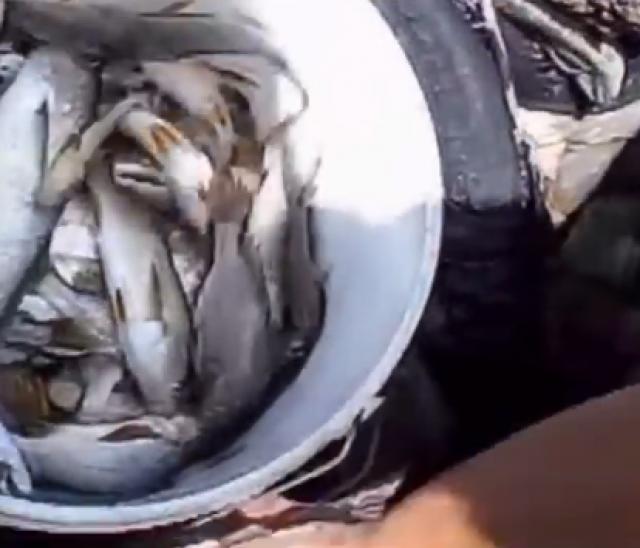 PESCA MILAGROSA! CENTENARES DE PECES ABORDAN LA COSTA DE VENEZUELA (VIDEO)
