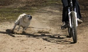 Entenda por que os cachorros correm atrás de veículos