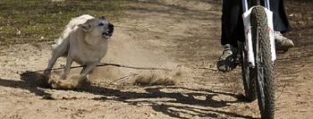 Entenda por que os cachorros correm atrás de veículos