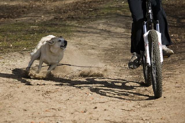 Entenda por que os cachorros correm atrás de veículos
