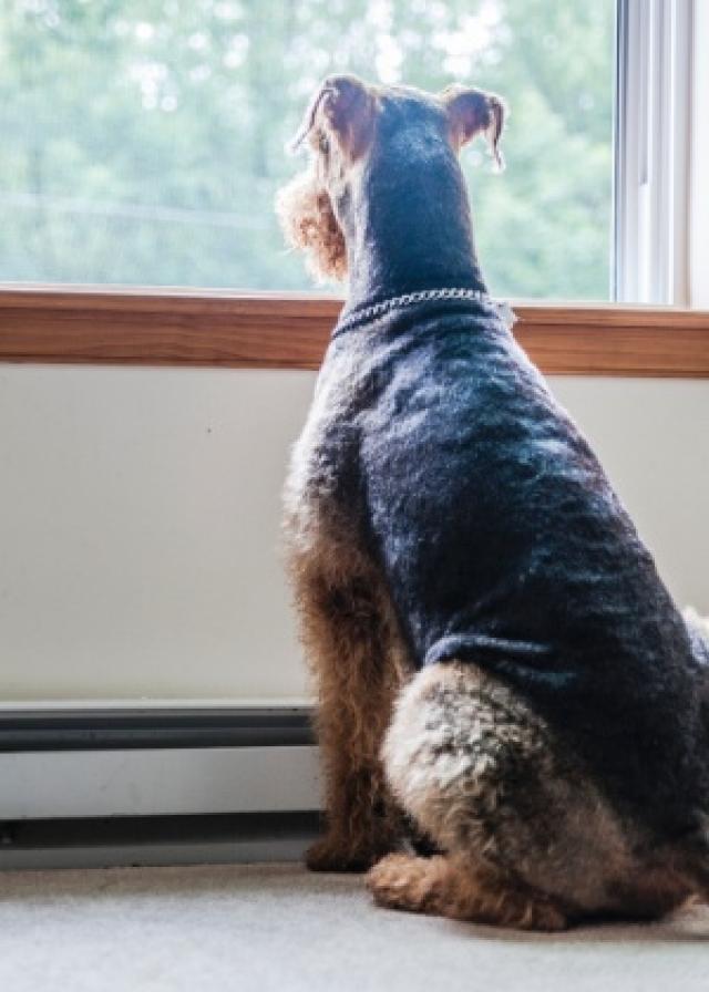 Clique Ciência: cães conseguem saber quando o dono está chegando em casa?65
