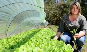 ‘Bomba-relógio’ de suicídios: Como uma mescla de agrotóxicos, depressão e dívidas abala grupo de agr