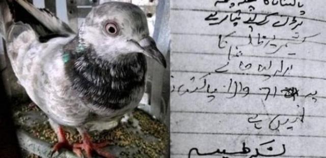 A curiosa história das pombas presas na Índia sob acusação de serem espiãs