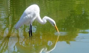 Reserva Biológica do Parque Equitativa guarda uma das poucas áreas de Mata Atlântica