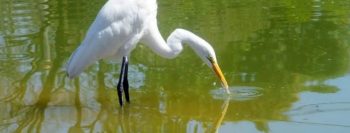 Reserva Biológica do Parque Equitativa guarda uma das poucas áreas de Mata Atlântica