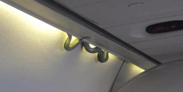 Cobra viva cai de bagageiro durante voo