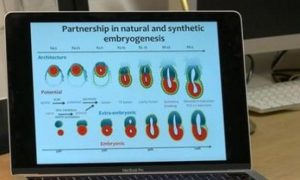 Cientistas criam primeiro embrião artificial, sem óvulos nem espermatozoides