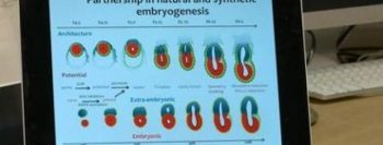 Cientistas criam primeiro embrião artificial, sem óvulos nem espermatozoides