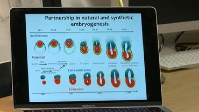Cientistas criam primeiro embrião artificial, sem óvulos nem espermatozoides