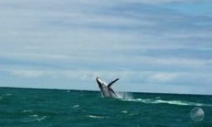 Baleia bate em catamarã na travessia entre Morro de São Paulo e Salvador