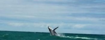 Baleia bate em catamarã na travessia entre Morro de São Paulo e Salvador