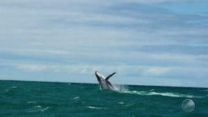 Baleia bate em catamarã na travessia entre Morro de São Paulo e Salvador