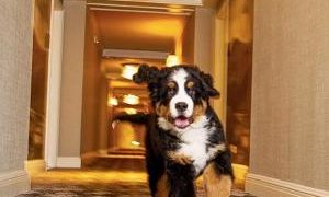 Cão vive em um hotel e seu trabalho é recepcionar e abraçar os hóspedes