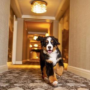 Cão vive em um hotel e seu trabalho é recepcionar e abraçar os hóspedes