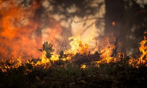 Diversos incêndios em Israel por causa de onda de calor