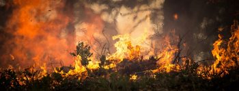 Diversos incêndios em Israel por causa de onda de calor