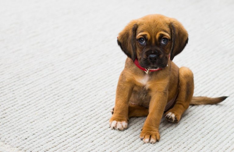 Pílula promete aumentar a vida de cachorros