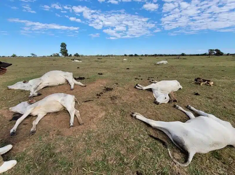 Frio mata mais de mil cabeças de gado no Mato Grosso do Sul