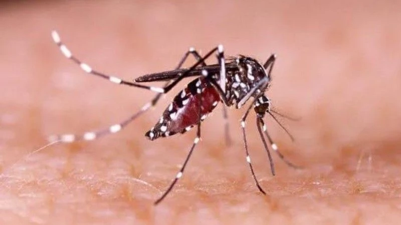 Brasil registra mais de 1 milhão de casos de dengue em 2024